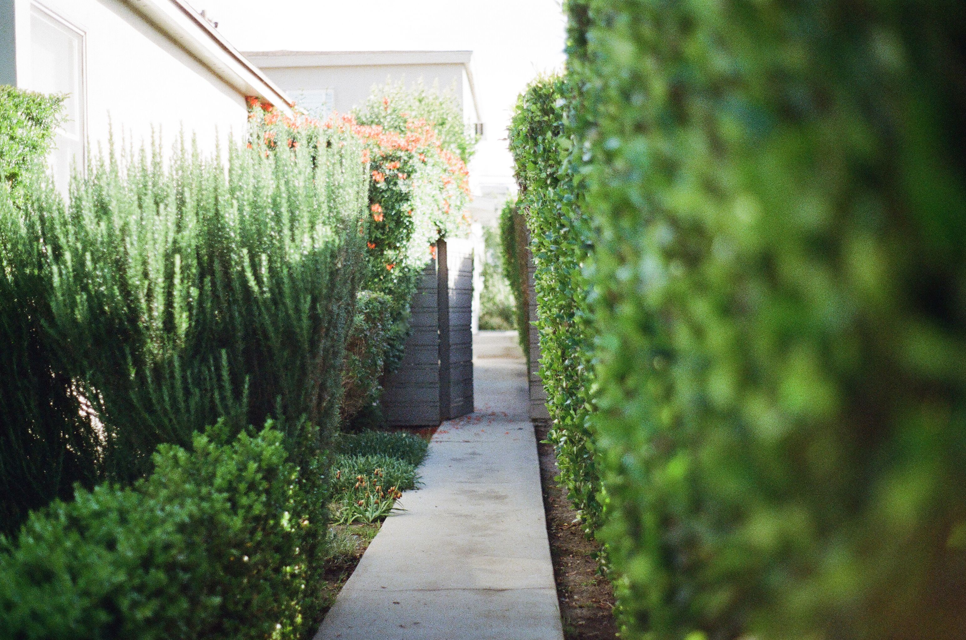 Tranquil landscaped backyard pathway lined with lush green hedges